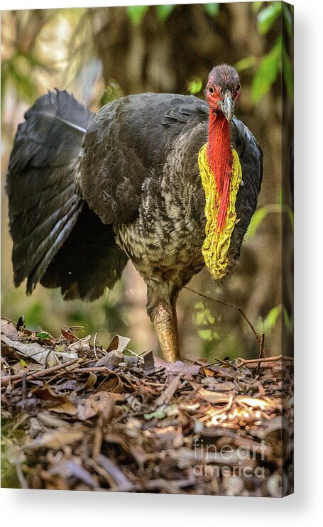 National Park Acrylic Print featuring the photograph Brush Turkey by Werner Padarin