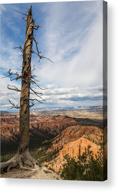 Nature Acrylic Print featuring the photograph Bryce Canyon Tree by Kathleen Scanlan