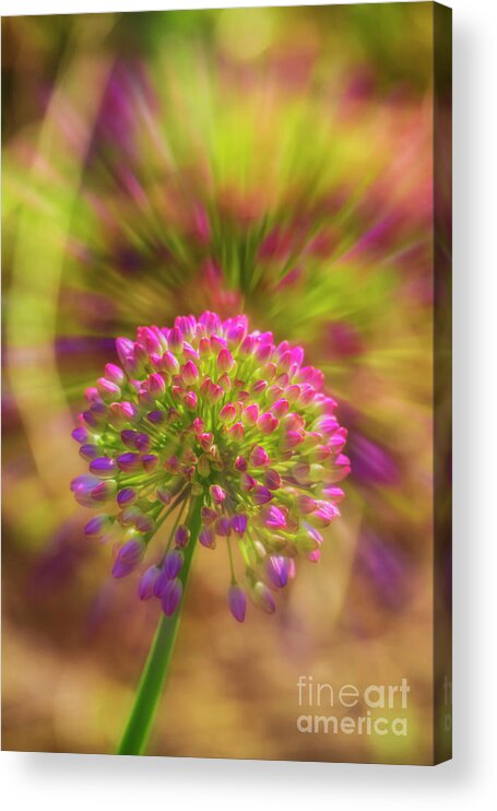 Abstract Acrylic Print featuring the photograph Buds 2 by Veikko Suikkanen