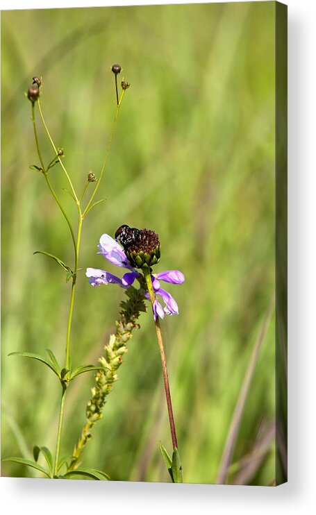 Bug Acrylic Print featuring the photograph Bug on a Flower 8167 by Peter Skiba