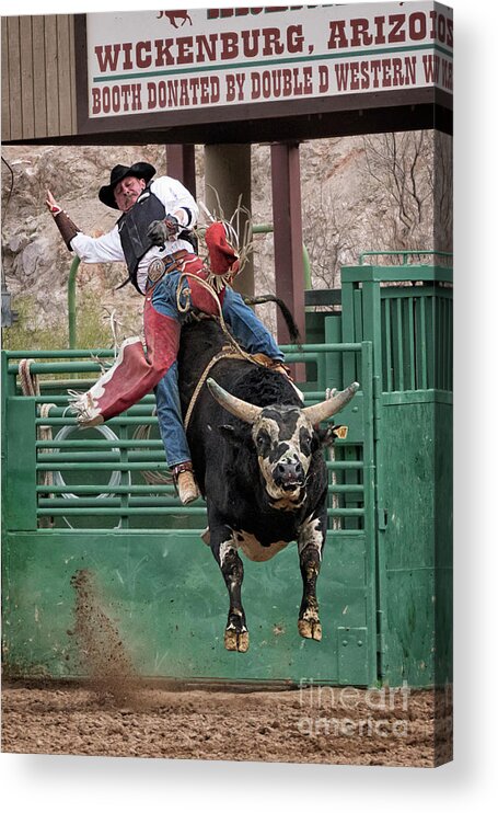 Bull Riding In Wickenburg Arizona Acrylic Print featuring the photograph Bull Riding in Wickenburg Arizona by Priscilla Burgers