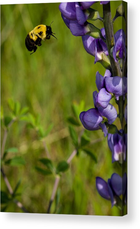 Insect Acrylic Print featuring the photograph Bumble Bee and Milk-Vetch by Jeff Phillippi