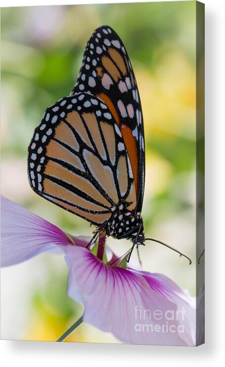 Butterfly Acrylic Print featuring the photograph Butterfly and Hibiscus by Ana V Ramirez
