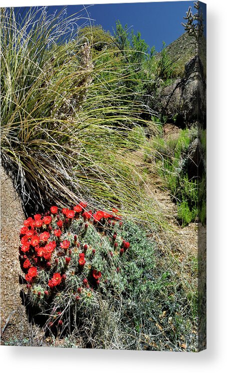 Landscape Acrylic Print featuring the photograph Crimson Barrel Cactus by Ron Cline