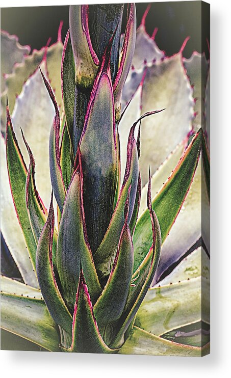Cactus Acrylic Print featuring the photograph Cactus Desert Plant by Julie Palencia