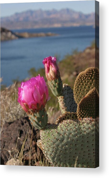 Cactus Acrylic Print featuring the photograph Cactus Flower by Jeff Floyd CA