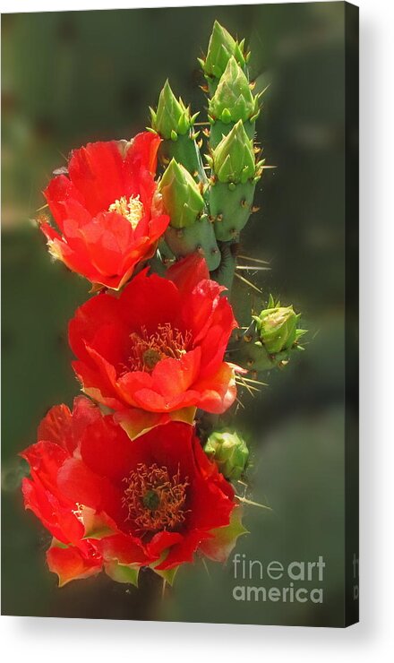 Prickly Pear Acrylic Print featuring the photograph Cactus Red Beauty by Marilyn Smith