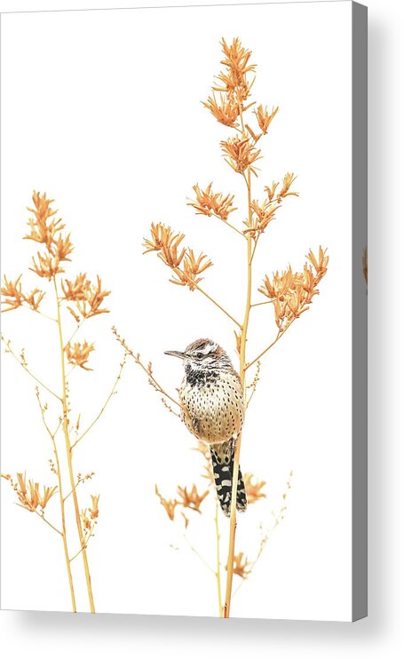 Abstracts Acrylic Print featuring the photograph Cactus Wren # 3 by Tom and Pat Cory