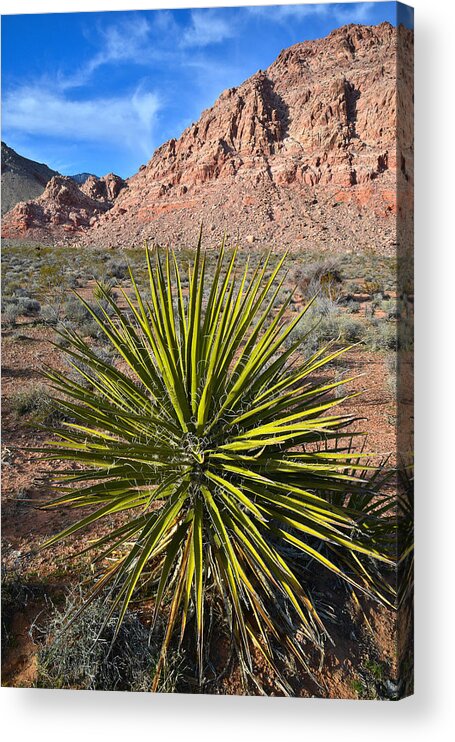 Calico Basin Acrylic Print featuring the photograph Calico Basin Yucca by Ray Mathis