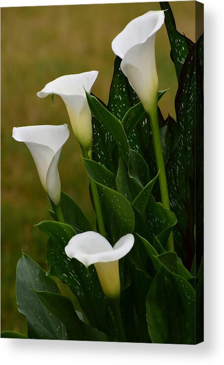 Flowers Acrylic Print featuring the photograph Calla Lily by Jimmy Chuck Smith