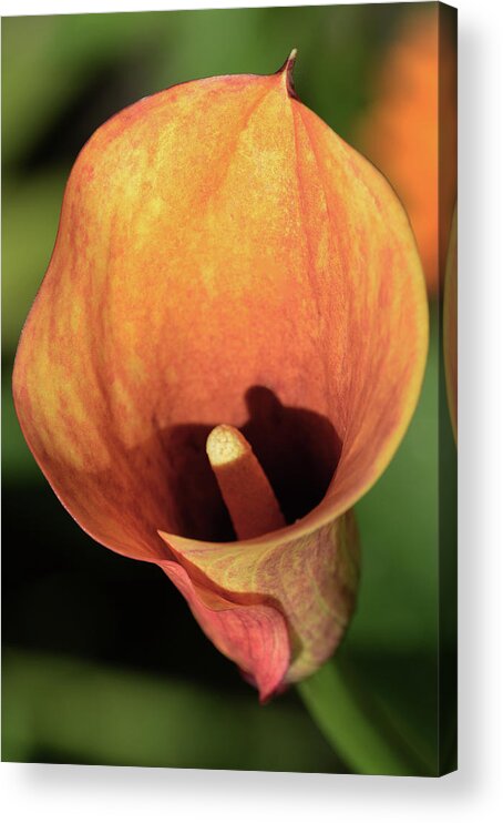 Calla Lily Acrylic Print featuring the photograph Calla Sunbathing. by Terence Davis