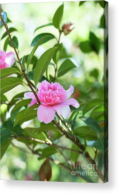 Camellia X Williamsii Ballet Queen Acrylic Print featuring the photograph Camellia Ballet Queen by Tim Gainey