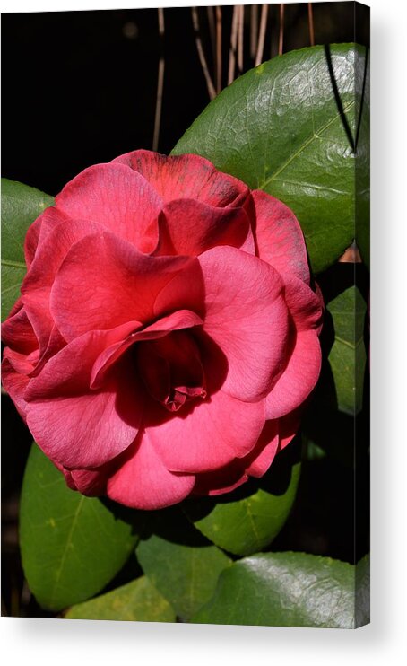 Camellia Bloom Acrylic Print featuring the photograph Camellia Bloom by Warren Thompson