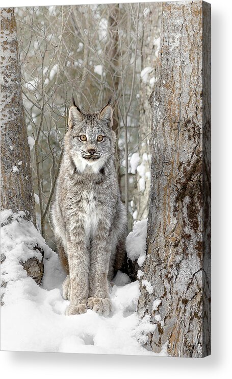Canadian Wilderness Lynx Acrylic Print featuring the photograph Canadian Wilderness Lynx by Wes and Dotty Weber