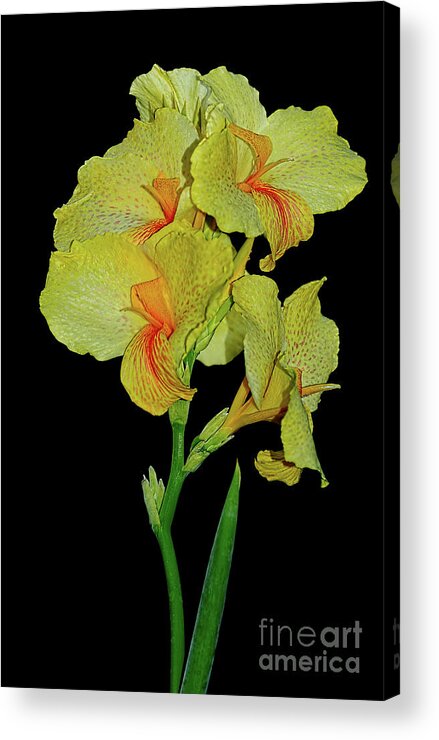 Photography Acrylic Print featuring the photograph Canna Lily Be So Pretty? by Kaye Menner