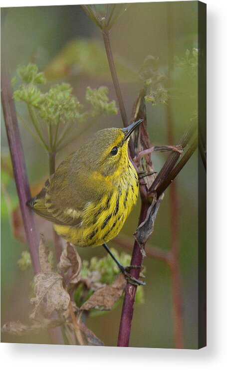 Bird Acrylic Print featuring the photograph Cape May Warbler in Wees by Alan Lenk
