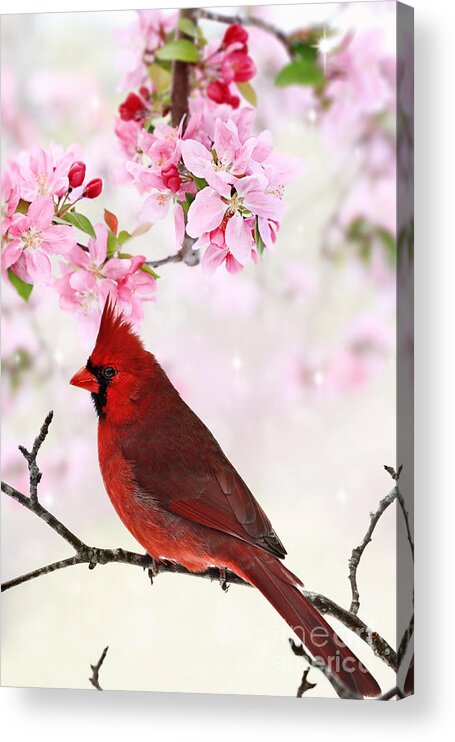 Cardinal Acrylic Print featuring the photograph Cardinal Amid Spring Tree Blossoms by Stephanie Frey