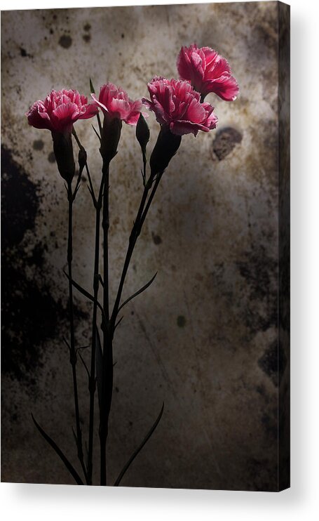 Carnations Acrylic Print featuring the photograph Carnation Series 3 by Mike Eingle