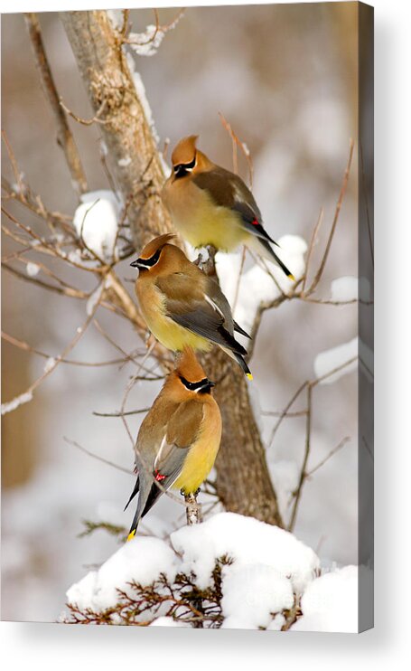 Animal Acrylic Print featuring the photograph Cedar Waxwings by Kenneth M Highfill
