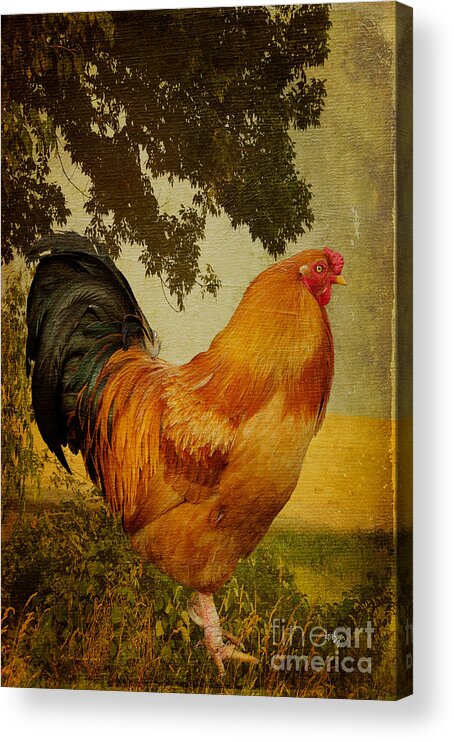 Chanticleer Acrylic Print featuring the photograph Chanticleer by Lois Bryan