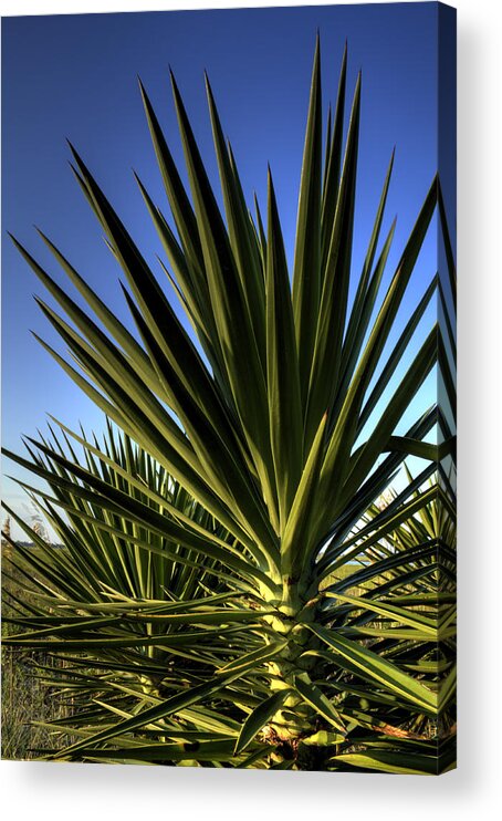 Yucca Plant Acrylic Print featuring the photograph Charleston Yucca by Dustin K Ryan