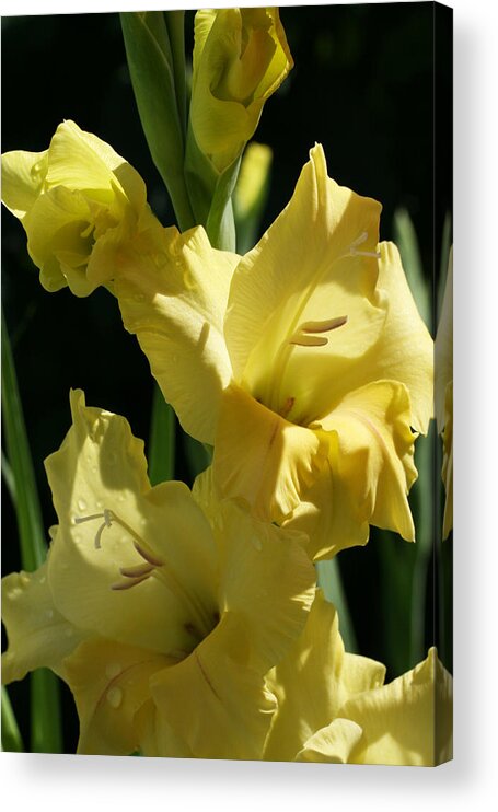 Gladiolus Acrylic Print featuring the photograph Cheerful Gladiolus by Tammy Pool