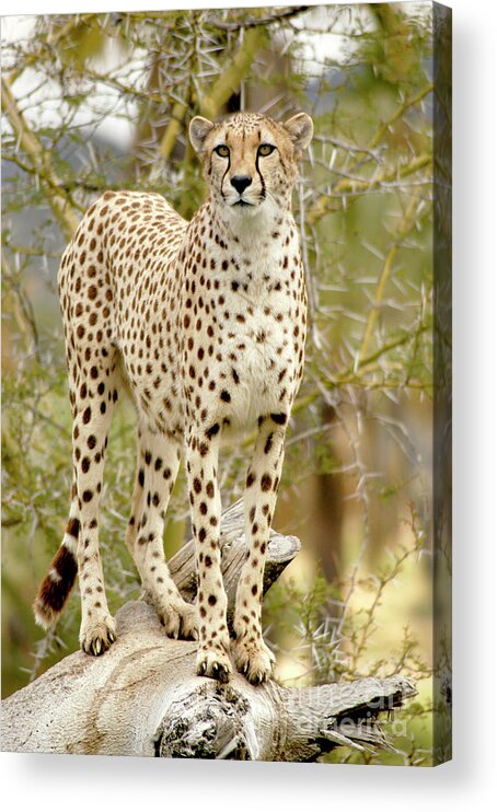 Cheetah Acrylic Print featuring the photograph Female Cheetah Guarding Her Territory by Gunther Allen