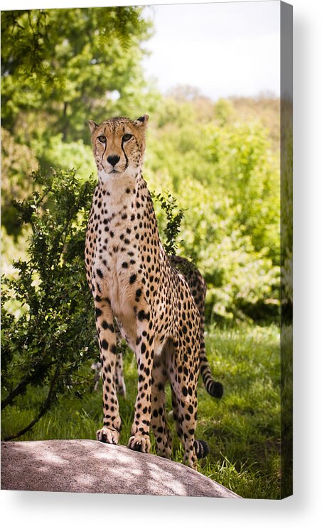 Cheetah Acrylic Print featuring the photograph Cheetah Overlook by Chad Davis