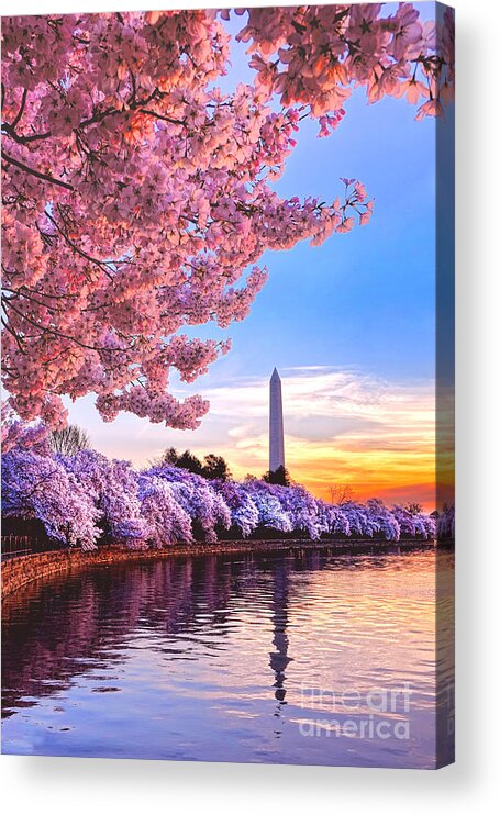 Washington Acrylic Print featuring the photograph Cherry Blossom Festival by Olivier Le Queinec