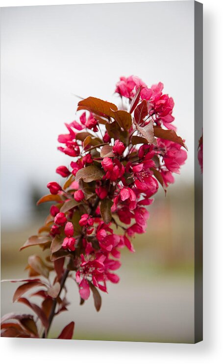 Bellingham Acrylic Print featuring the photograph Cherry Blossoms by Judy Wright Lott
