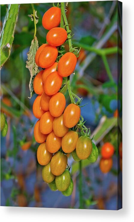 Tomatoes Acrylic Print featuring the photograph Cherry Tomatoes by Linda Unger