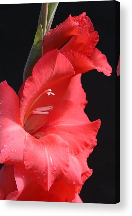 Gladiolus Acrylic Print featuring the photograph Chic Gladiolus by Tammy Pool