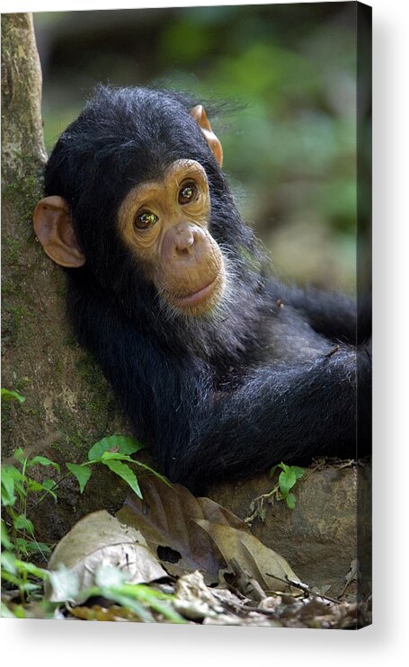Mp Acrylic Print featuring the photograph Chimpanzee Pan Troglodytes Baby Leaning by Ingo Arndt