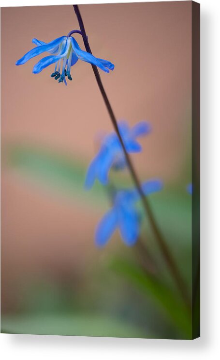 April Acrylic Print featuring the photograph Chionodoxa by Andreas Freund