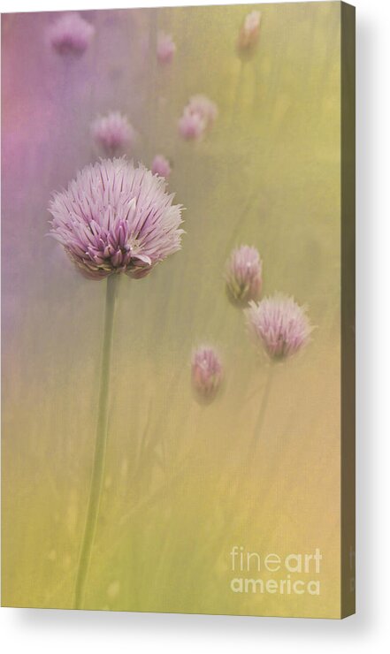 Chives Acrylic Print featuring the photograph Chives by Pam Holdsworth