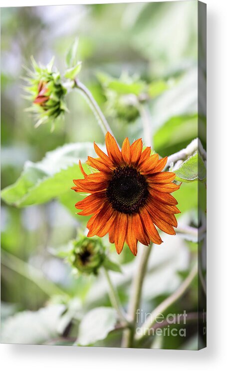 Sunflower Acrylic Print featuring the photograph Chocolate Sunflower by Charles Hite
