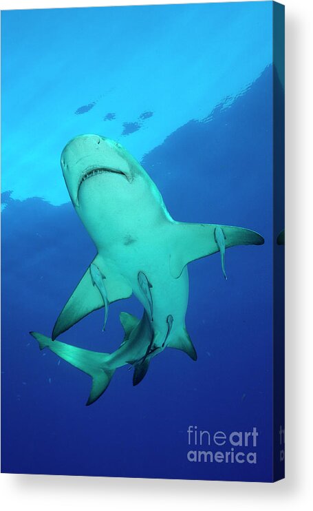 Lemon Shark Acrylic Print featuring the photograph Circling by Aaron Whittemore