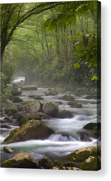 Nunweiler Acrylic Print featuring the photograph Big Creek Trail by Nunweiler Photography