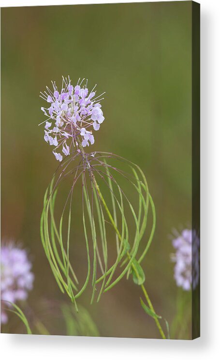Warea Acrylic Print featuring the photograph Clasping Warea by Paul Rebmann