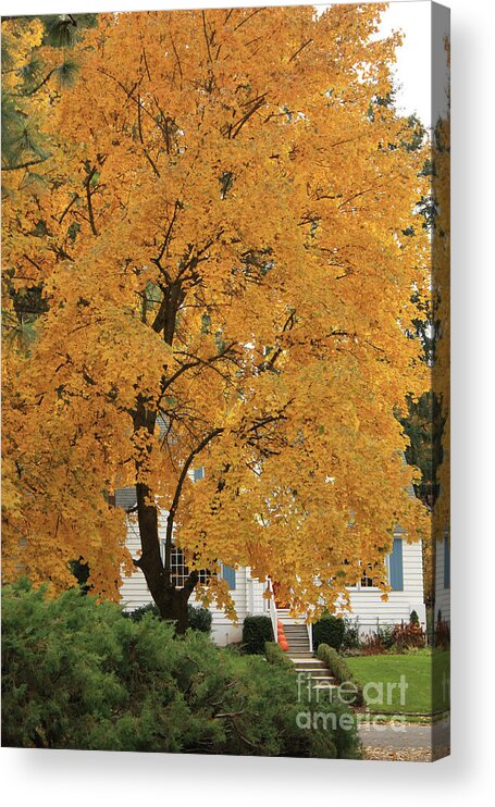 Autumn Acrylic Print featuring the photograph Classic Autumn Scene by Carol Groenen
