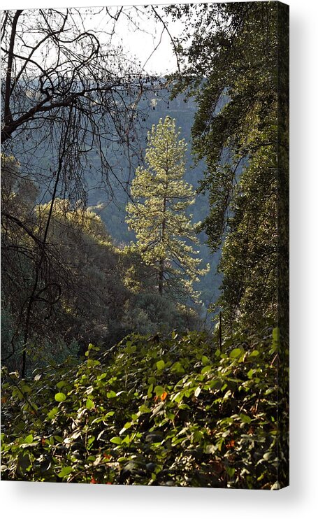 Scenery Acrylic Print featuring the photograph Clinging to the Canyon by Michele Myers