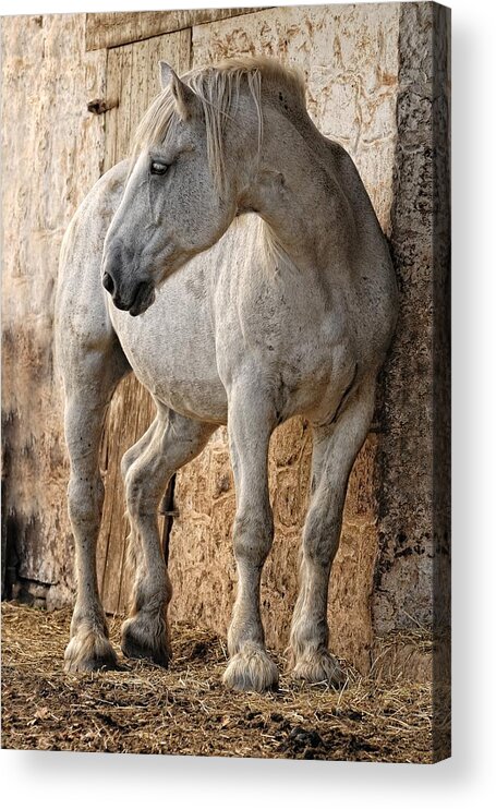 Horse Acrylic Print featuring the photograph Clouseau Missing Maude by Don Schroder