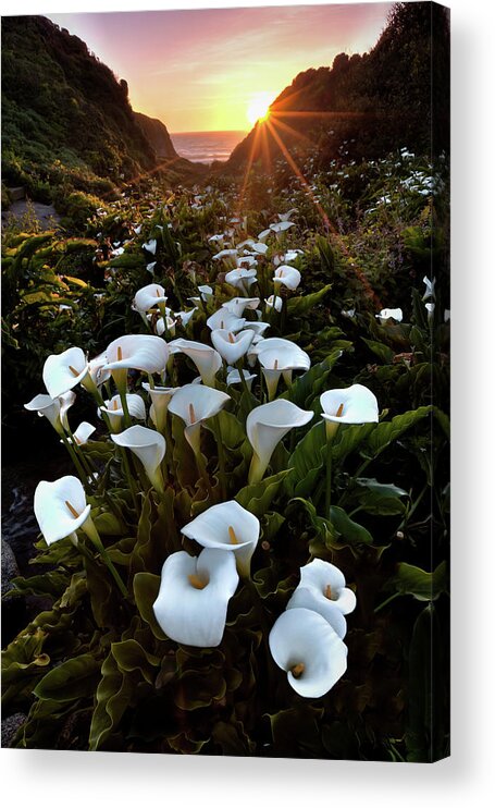 Big Sur Acrylic Print featuring the photograph Coastal Calla Lilies by Ryan Smith