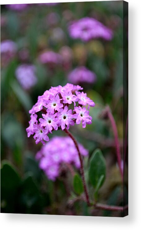  Acrylic Print featuring the photograph Coastal Flower by Dean Ferreira