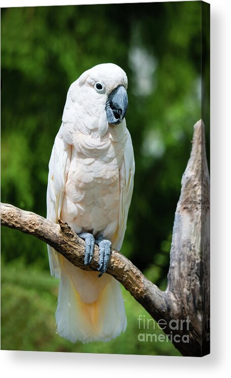 Zoo Acrylic Print featuring the photograph Cockatoo by Ed Taylor