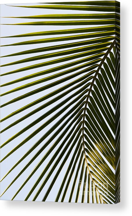 Coconut Acrylic Print featuring the photograph Coconut Palm Leaf by Tim Gainey