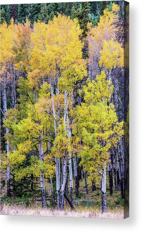 Fall Acrylic Print featuring the photograph Colorado color by Greg Wyatt
