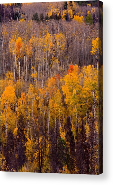 Vertical Acrylic Print featuring the photograph Colorful Colorado Autumn Landscape Vertical Image by James BO Insogna