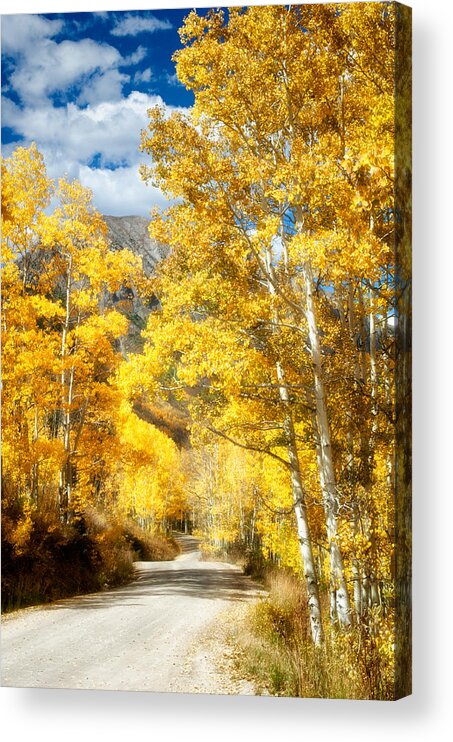 Aspens Acrylic Print featuring the photograph Come with Me by Elin Skov Vaeth