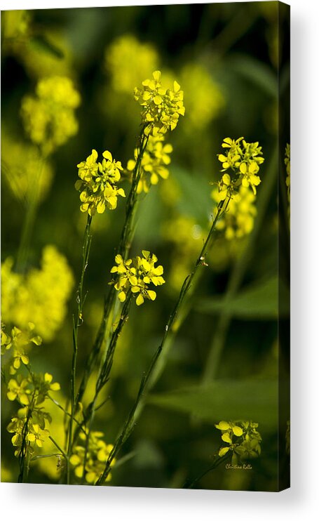 Flowers Acrylic Print featuring the photograph Common Wintercress Flowers by Christina Rollo
